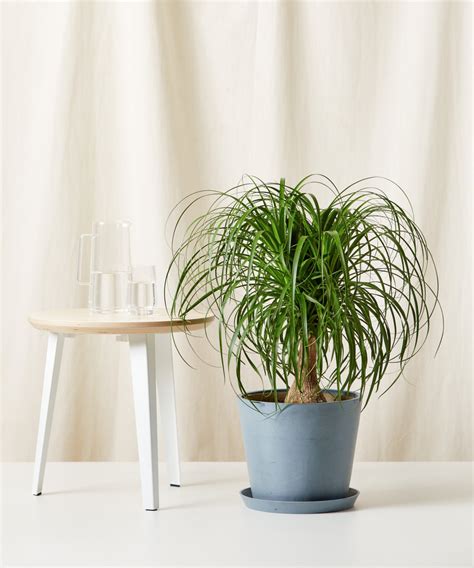 Ponytail Palm 101: How to Care for Ponytail Palms