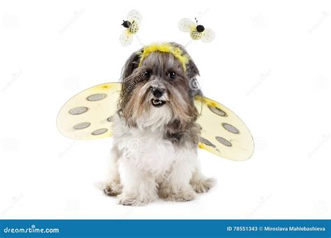 Cute Dog in a Bumble Bee Costume Stock Image - Image of domestic ...
