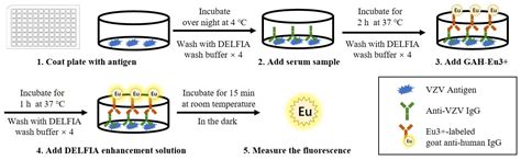 Current Methods for the Detection of Antibodies of Varicella-Zoster ...