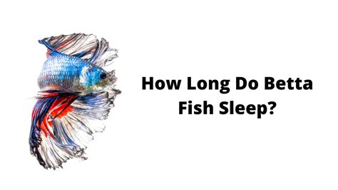 Do Betta Fish Sleep? Find Out In This Betta Fish Sleep Guide