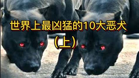 世界上最凶猛的10大恶犬（上）-萌宠视频-搜狐视频