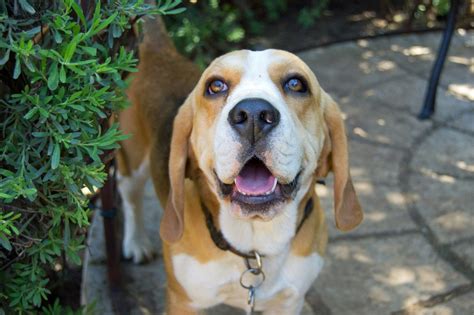 Beagle Lifespan - What to Expect & How to Help a Beagle Live Longer ...