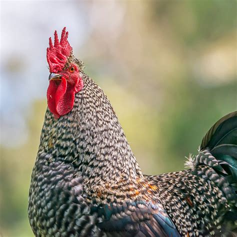 Can You Eat Rooster? A complete guide to eating rooster | The Evergreen ...