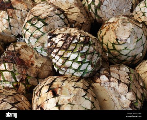Mexico,Jalisco,Tequila, blue agave plants harvested for tequila ...