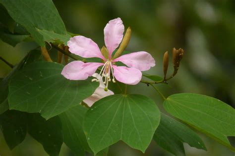 Pata de vaca: como cultivar e seus benefícios para a saúde