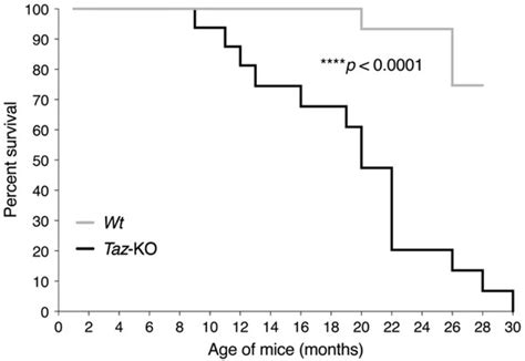 Phenotypic Characterization of Male Tafazzin-Knockout Mice at 3, 6, and ...