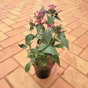 Pentas Planting And Care colour) in 4 Garden perfect Living Live ...