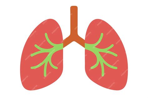 Premium Vector | Lungs clipart cartoon style vector illustration
