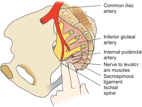 What Is A Fixation In Anatomy at Dwight Dees blog