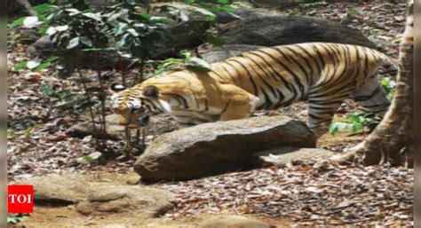 Declare Mhadei sanctury as a tiger reserve: National tiger authority to ...