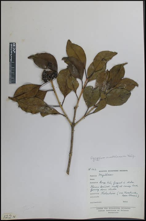 Herbarium JCB