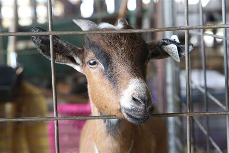 2025 Athens County Fair Results (Updated) – Athens County Independent