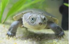 tortue eau douce aquarium vos aquarium eau chaude ou froide poissons ou tortue tortue eau douce aquarium vos aquarium eau chaude ou froide poissons ou tortue