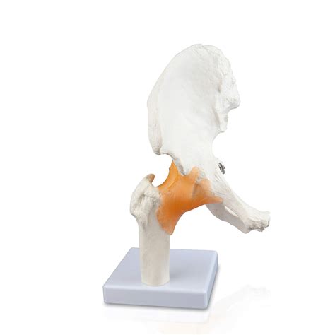 Jackson Global Js00040 Hip Joint Model Life Size Detailed Anatomy ...