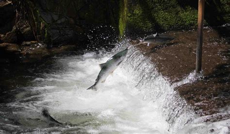 Fish passage: Fixing culverts is key to better stream habitat for ...