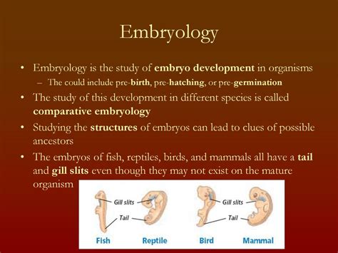 BioGenetic 的图像结果