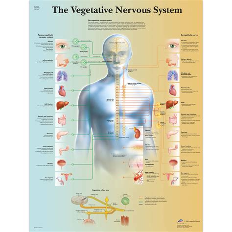 Anatomical Charts and Posters - Anatomy Charts - Vegetative Nervous ...