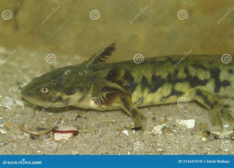 Closeup on a Gilled Larvae of the Barred Tiger Salamander , Ambystoma ...