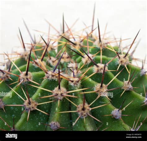 Thorns of cactus plant Stock Photo - Alamy