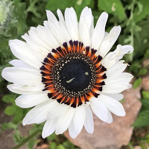 Amazon.com : CHUXAY GARDEN African Daisy Seed 50 Seeds White Zulu ...