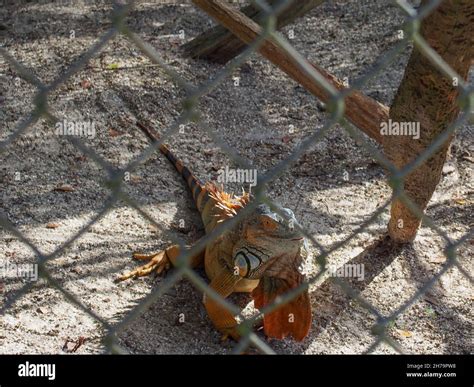 A colorful iguana in its enclosure at the Octagon Wildlife Sanctuary in ...