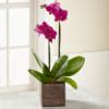 The FTD Fuchsia Phalaenopsis Orchid: Order Flowers Online | Interflora ...