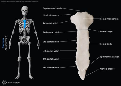 Sternum | Encyclopedia | Anatomy.app | Learn anatomy | 3D models, articles, and quizzes