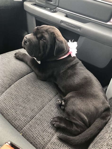 Shoal Creek Animal Hospital - 8850 N Flintlock Rd, Kansas City, MO ...