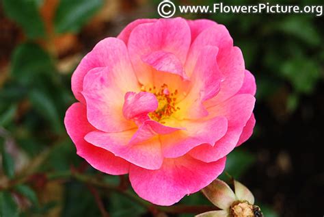 Rose varieties