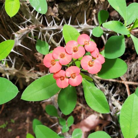 VARA DE SAN JOSE – Vivero El Encanto