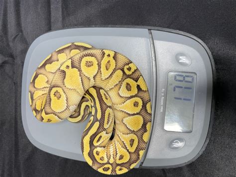 Image result for Butter Ball Python Morph