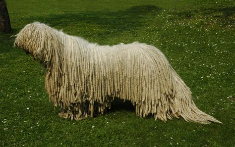 Komondor