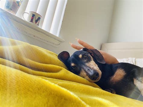 my 15 year old bb, named otis 🤍 : r/Dachshund