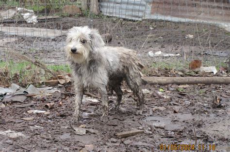 SPCA of Texas | SPCA of Texas Removes 36 Allegedly Cruelly Treated Dogs ...
