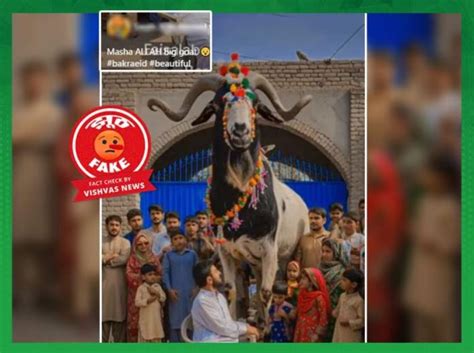 Fact Check: बकरीद के बीच वायरल हुआ विशाल बकरे का यह वीडियो असली नहीं ...