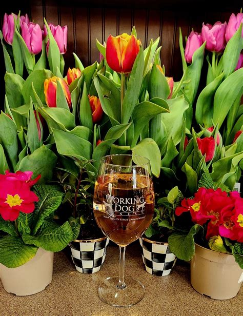 Working Dog Winery - Winery, Estate Wines