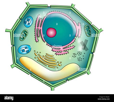 Plant Cell Diagram Without Labels at Felipa Hunter blog