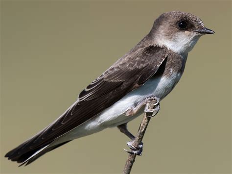 Bank Swallow - eBird
