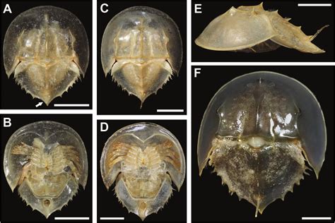 On the Recovery of Malformed Horseshoe Crabs Across Multiple Molting Stages