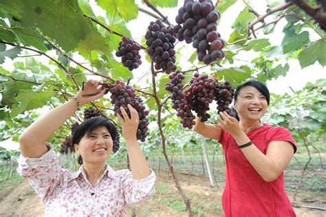 葡萄园里采摘乐 - 中华人民共和国教育部政府门户网站