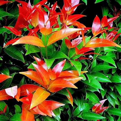 Euginea Red Dwarf (Syzygium Gratum) Ornamental Live Plant (Home & Gard ...