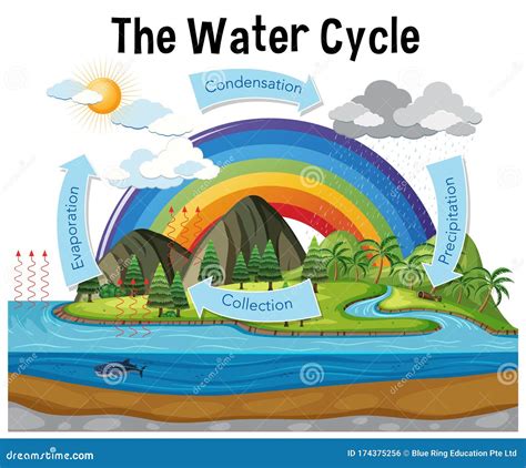 Diagram Showing Water Cycle with Rainfall and Ocean Stock Vector - Illustration of cartoon ...