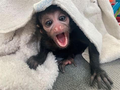 Baby Spider Monkey Pet A Baby Spider Monkey Named Estela