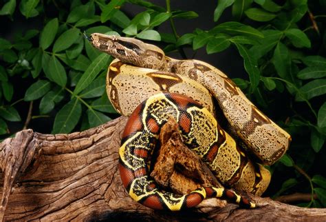 Snake Species Commonly Kept as Pets