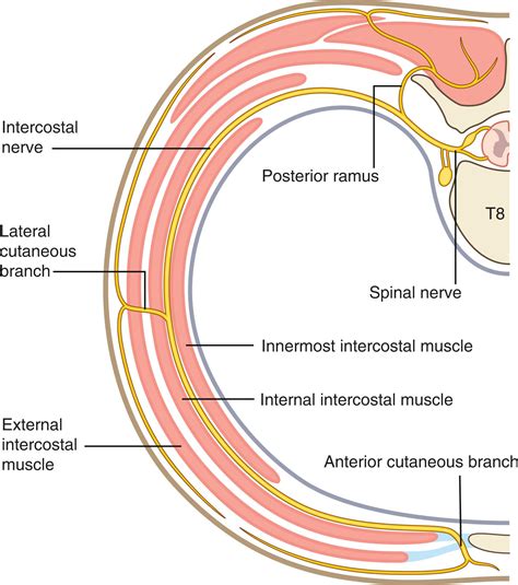 Intercostal Nerves - Clinical Tree