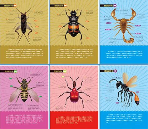 昆虫知识卡片图片大全,制作昆虫卡片,昆虫记16种昆虫卡片_大山谷图库