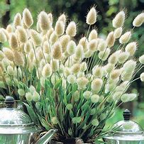 Image result for Bunny Tails Animal