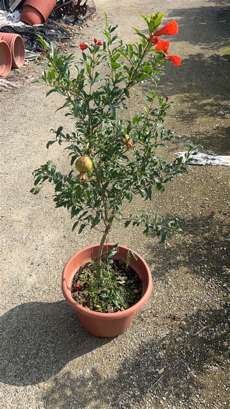 Pomegranate trees,Punica granatum - Buy Product on Yihe
