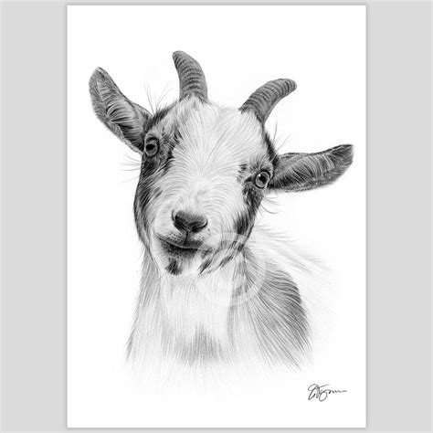 Buy Pygmy Goat Artwork Signed by Artist Gary Tymon Pencil Drawing Print ...
