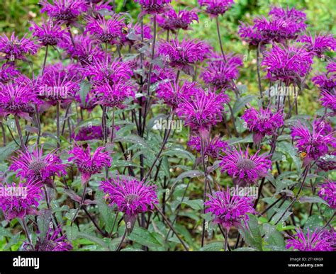 Bee balm monarda garden hi-res stock photography and images - Alamy